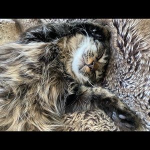 Meet your Posher, Trisha